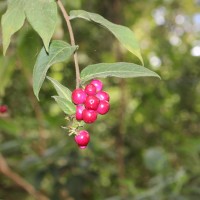 Cestrum elegans (Brongn. ex Neumann) Schltdl.